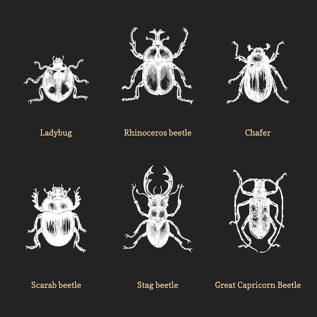 Illustratie van kevers op zwarte achtergrond getekend insect in graveerstijl schetsen collectie in vector