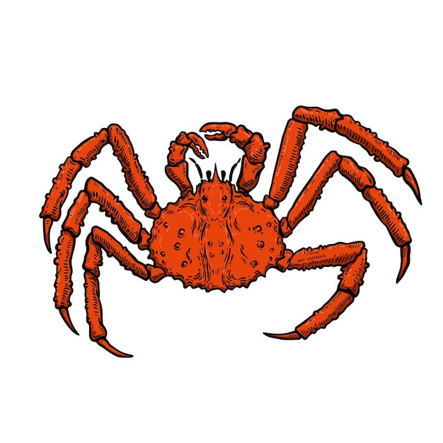 Illustratie van King Crab geïsoleerd op een witte achtergrond