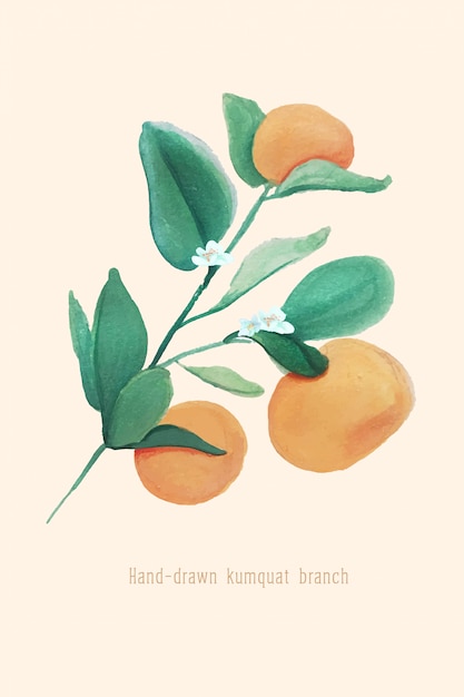 Illustratie van kumquat-tak