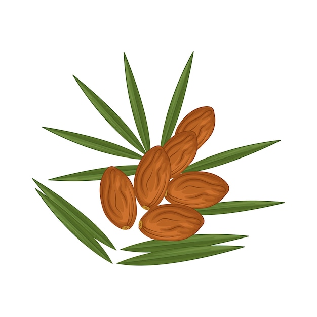 Illustratie van kurma