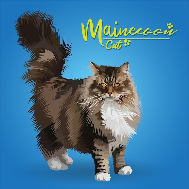 Vector illustratie van mainecoon kat.