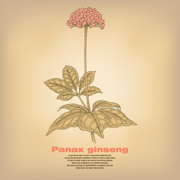 Illustratie van medische kruiden panax ginseng.