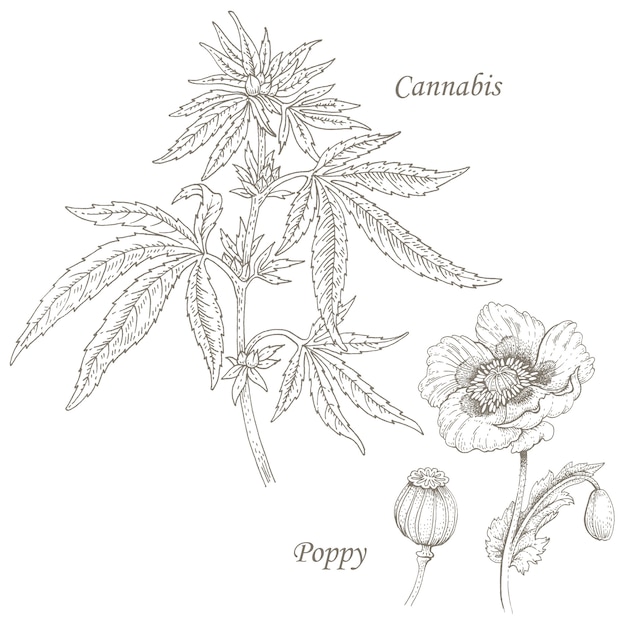 Illustratie van medische kruidencannabis, papaver.