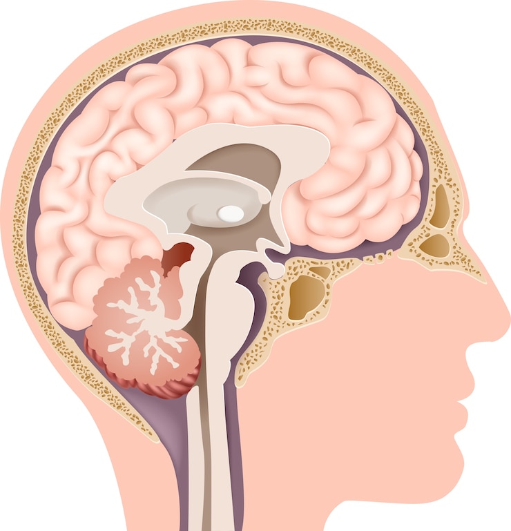 Vector illustratie van menselijke interne hersenanatomie
