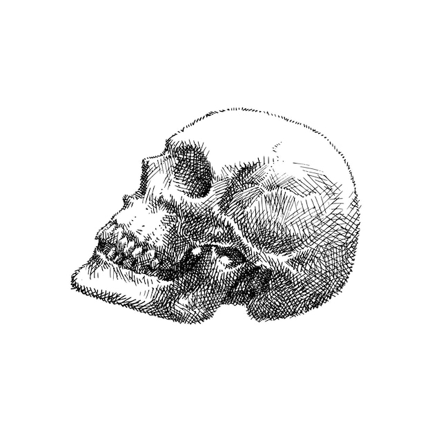 Vector illustratie van menselijke schedel