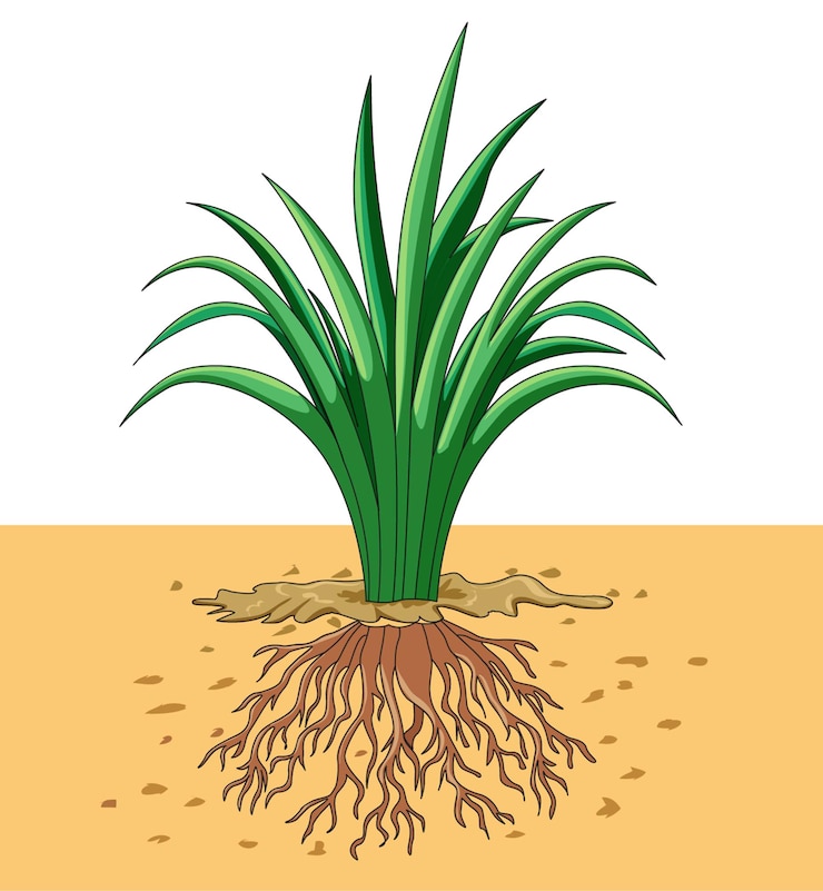 Vector illustratie van plant en wortels