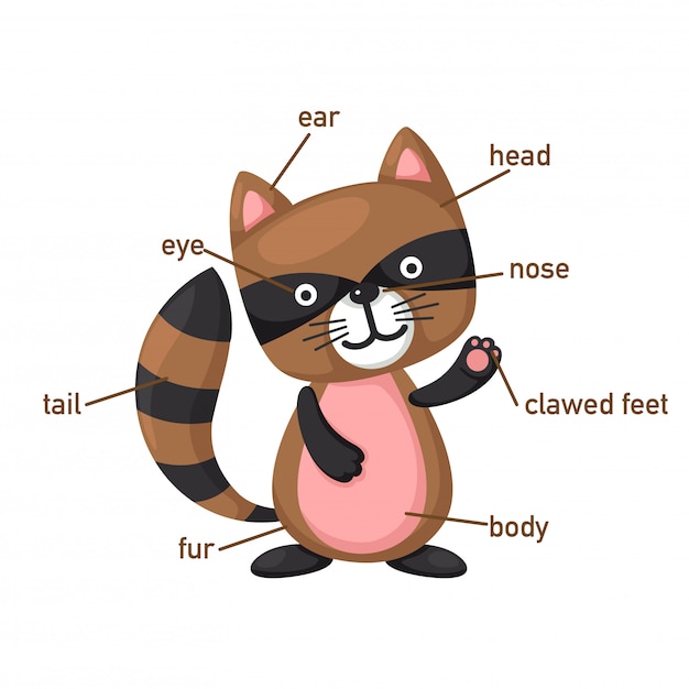 Illustratie van racoonwoordenschatdeel van body.vector