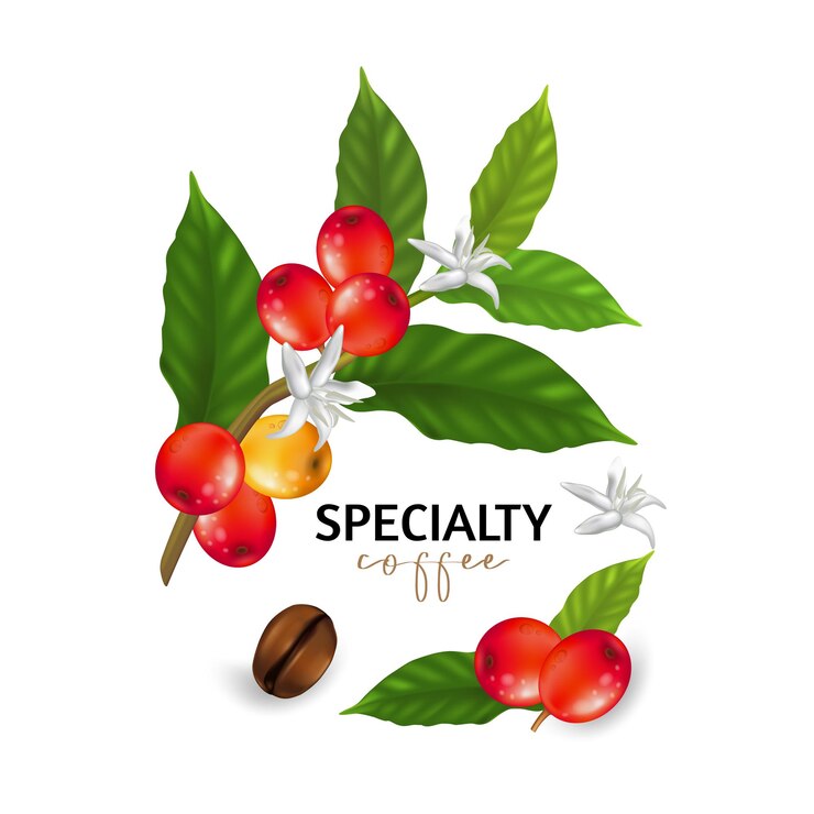 illustratie van speciale koffie, takken van koffieboom met bladeren en bessen