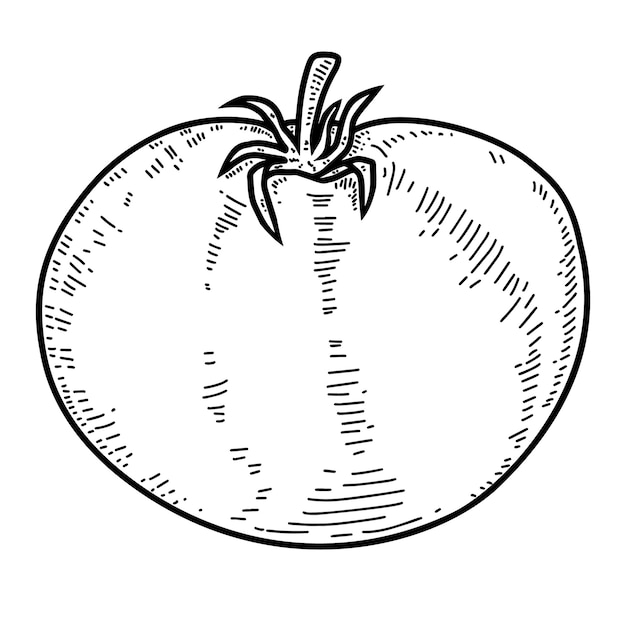 Illustratie van tomaat in gravure stijl Ontwerpelement voor logo label teken poster t-shirt Vectorillustratie