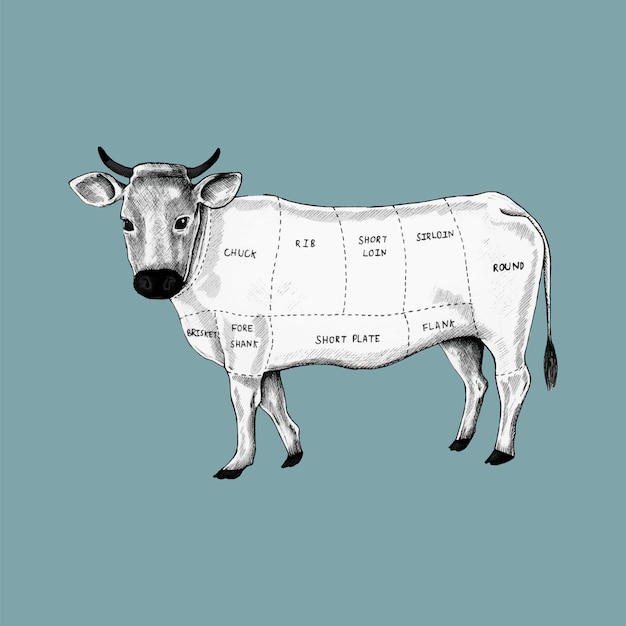 Vector illustratie van verschillende delen van koe