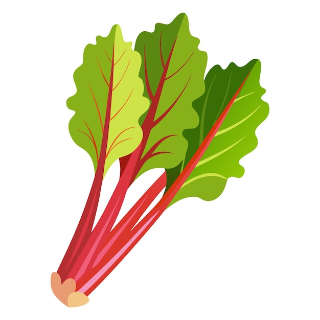Illustratie van verse rabarber geïsoleerd op wit