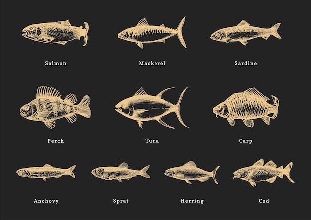 Illustratie van vissen op zwarte achtergrond Getekende zeevruchten set in gravure stijl Schetsen collectie in vector