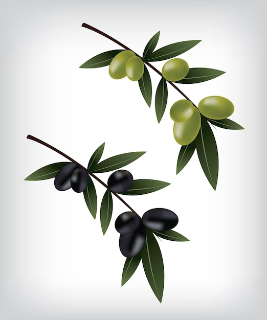 Illustratie van zwarte en groene olijven
