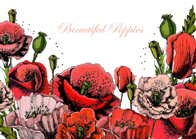 Illustraties met papaver