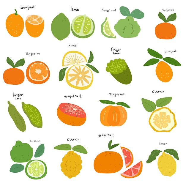 Illustraties van citrusvruchten. vector plat pictogrammen op witte achtergrond.