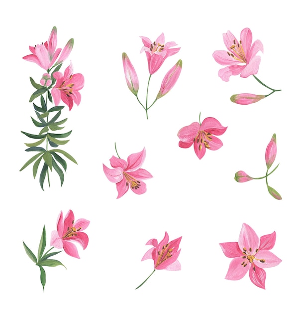 Illustraties van roze leliebloemen