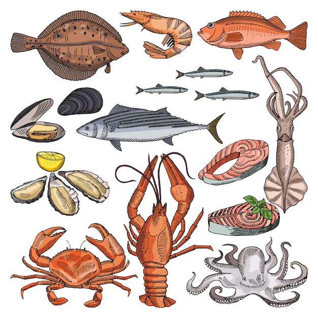 Illustraties van zeevruchtenproducten voor gastronomische menukaart. vectorafbeeldingen van inktvis, oester en anders