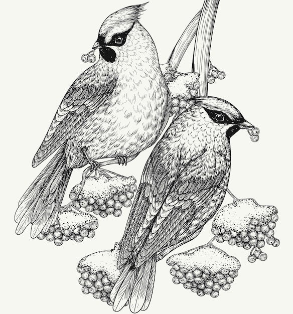 illustration of 2 waxwings on a winter rowan branch in engraving style