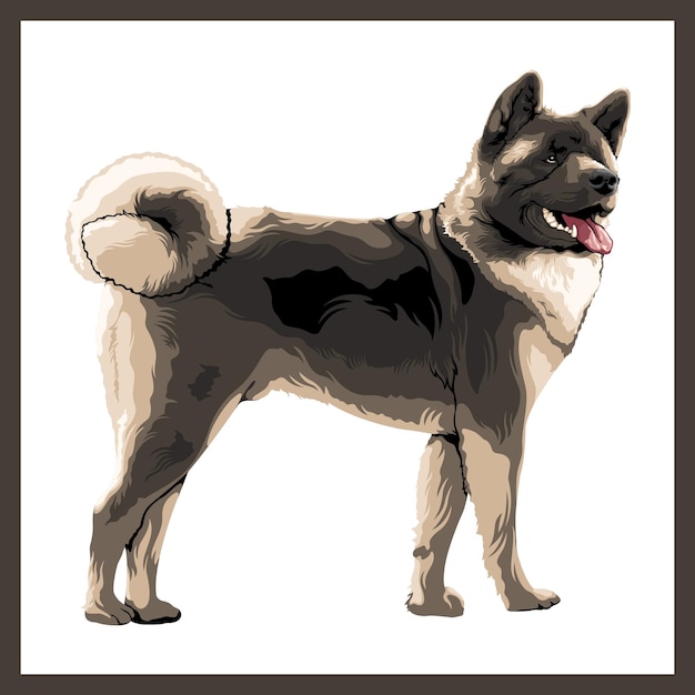 Illustrazione di un cane akita.