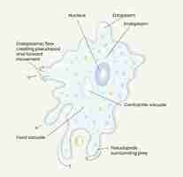 Vector illustration of amoeba anatomy diagram