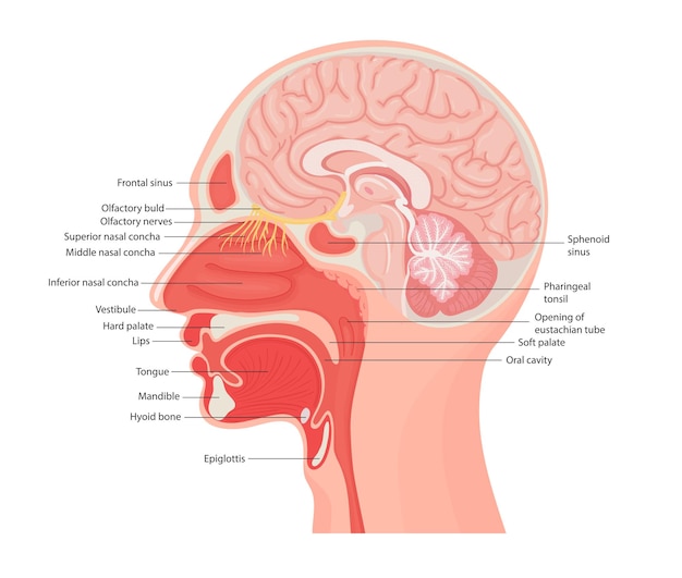 Illustration of the anatomy of the human larynx and internal pharynx close up