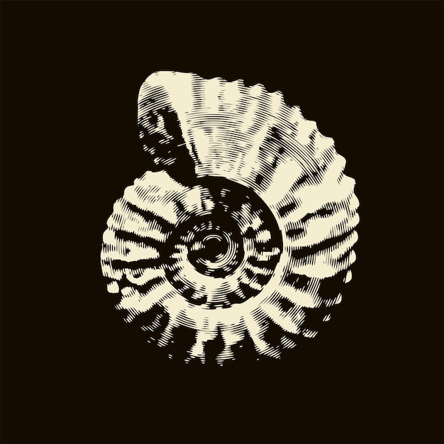 Vector illustration of ancient petrified ammonite shell