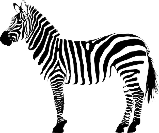 Illustrazione animale zebra vectorin sfondo bianco