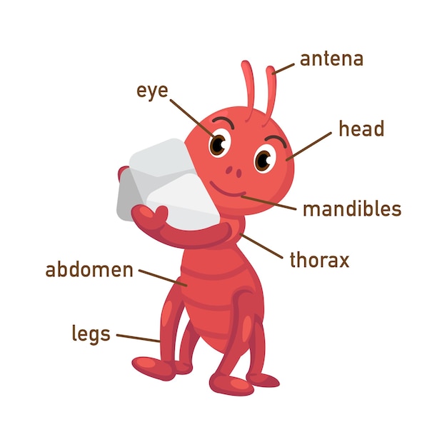 Illustrazione della parte del vocabolario della formica del corpo