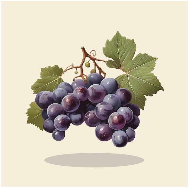 Vector illustration of a black grapes 1