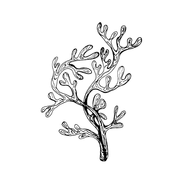 Illustration in black and white graphic seaweed isolated Hand drawing translated into vector