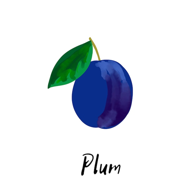 Illustration of a blue plum isolated on a white background
