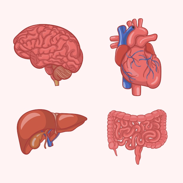 Illustrazione di organi del corpo