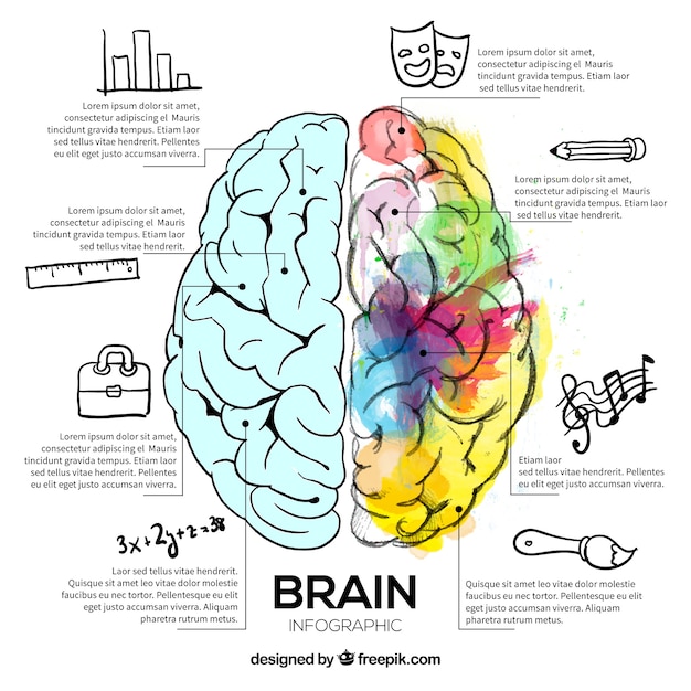 Vector illustration of brain with watercolor stains