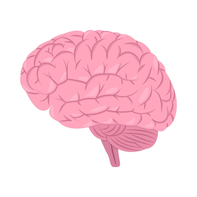 Illustration of brain