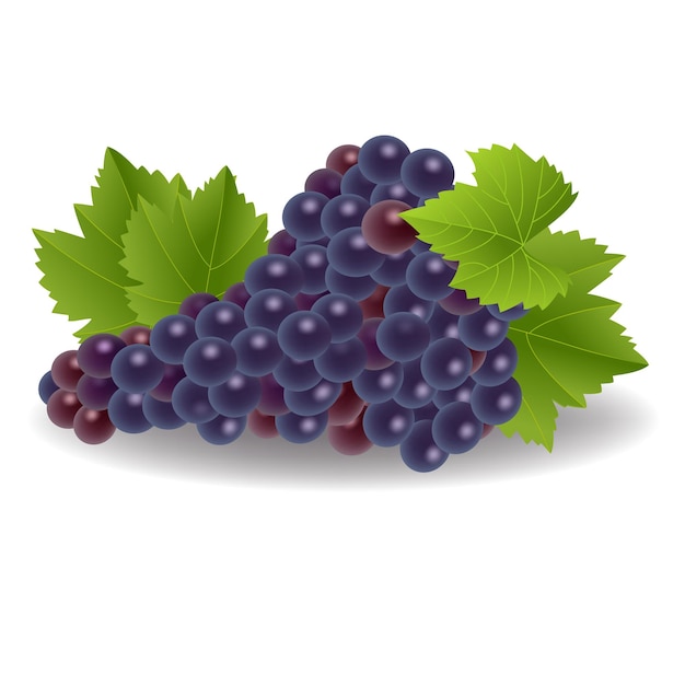 Illustration of a bunch of grapes isolated on white background