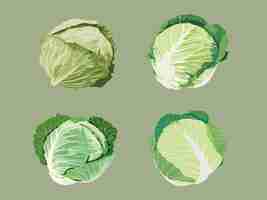 Vector illustration of cabbage