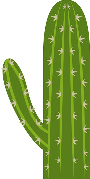 Illustration of cactus