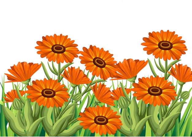 Illustration calendula flowers on white background. medicinal herbs in sketch style