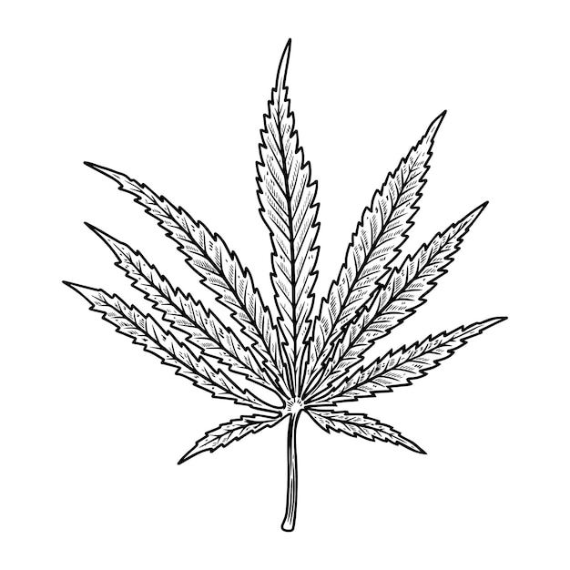 Illustrazione della foglia di cannabis isolata su sfondo bianco. elemento di design per poster, banner, t-shirt, emblema. illustrazione vettoriale