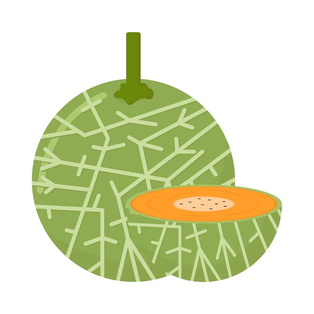 Vector illustration of cantaloupe