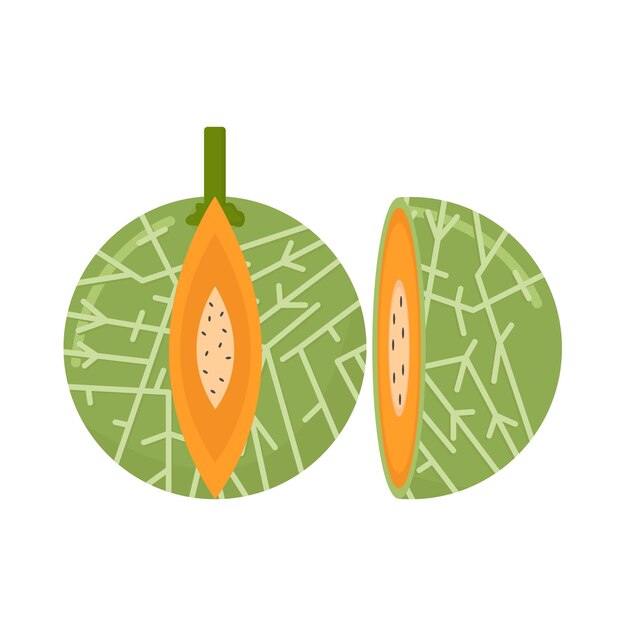 Vector illustration of cantaloupe