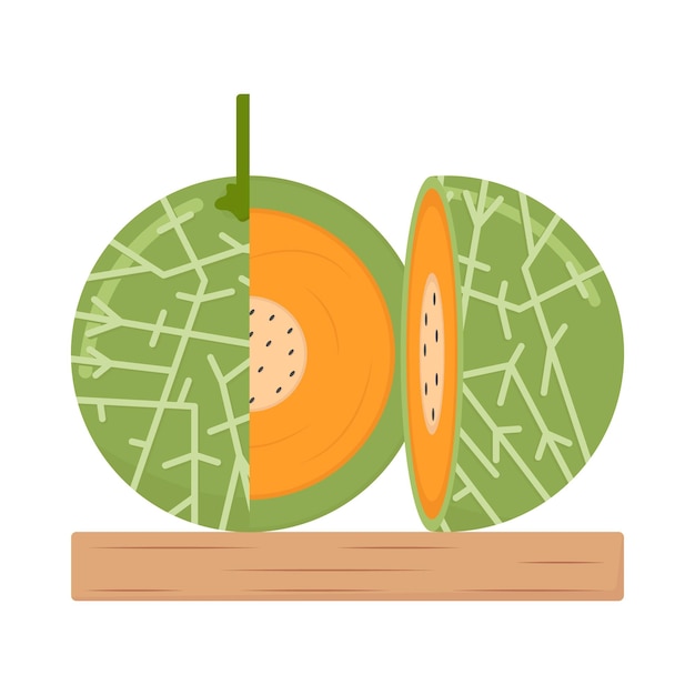 Illustration of cantaloupe