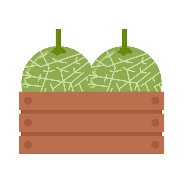 Vector illustration of cantaloupe