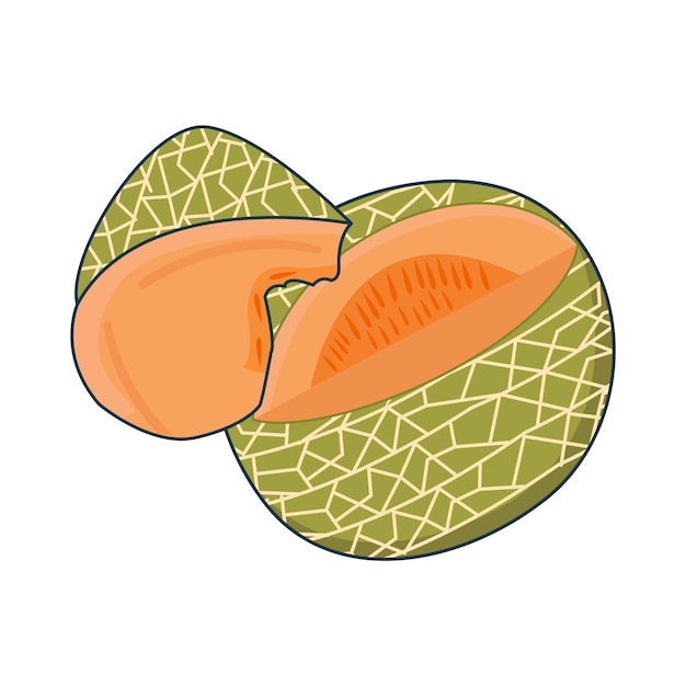 Illustration of cantaloupe