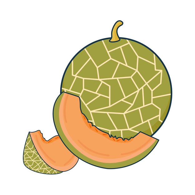 Vettore illustrazione del melone