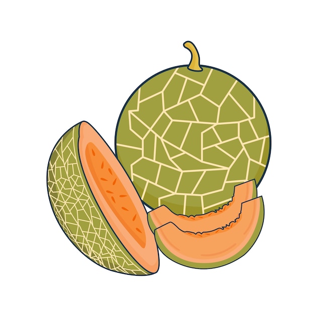 Vettore illustrazione del melone