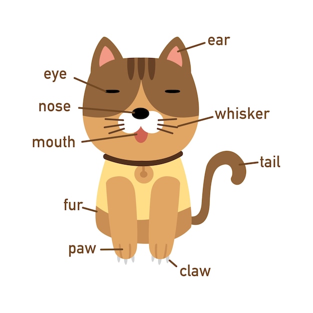 Illustration of cat vocabulary part of body