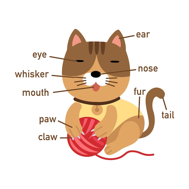 Illustrazione della parte del corpo del vocabolario del gatto