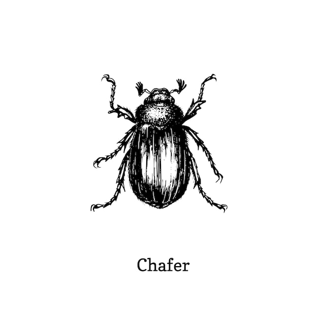 Illustration of chafer beetle. drawn insect in engraving style. sketch in vector.