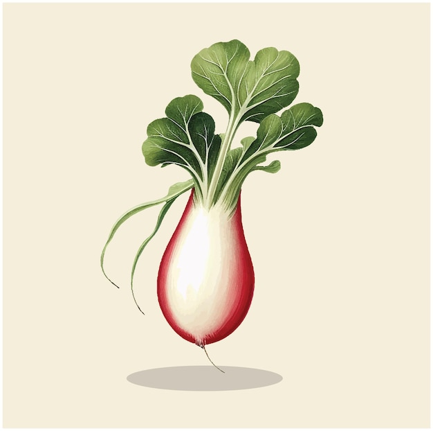 Vector illustration of a champion radish 06